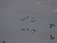 Tadorna tadorna 20, Bergeend, Saxifraga-Willem Jan Hoeffnagel