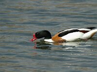 Tadorna tadorna 22, Bergeend, male, Saxifraga-Jan van der Straaten