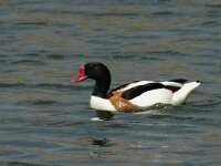 Tadorna tadorna 23, Bergeend, male, Saxifraga-Jan van der Straaten