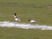 Tadorna tadorna  Bergeenden : Tadorna tadorna