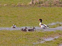 Tadorna tadorna + Anas strepera  Bergeend met karakeenden : Tadorna tadorna + Anas strepera