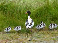 Tadorna tadorna 28, Bergeend, Saxifraga-Piet Munsterman