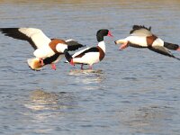 Tadorna tadorna 29, Bergeend, display, Saxifraga-Piet Munsterman