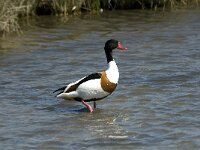 Tadorna tadorna 3, Bergeend, male, Saxifraga-Jan van der Straaten