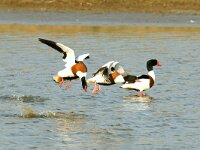 Tadorna tadorna 30, Bergeend, display, Saxifraga-Piet Munsterman