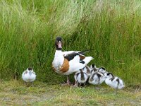 Tadorna tadorna 31, Bergeend, Saxifraga-Piet Munsterman