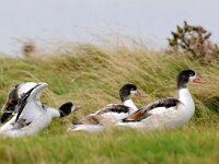 Tadorna tadorna 33, Bergeend, Saxifraga-Piet Munsterman