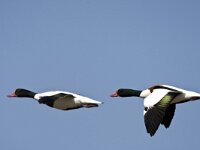 Tadorna tadorna 35, Bergeend, Saxifraga-Luc Hoogenstein : Vlieland