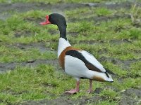 Bergeend #05664 : Tadorna tadorna, Common Shelduck, Bergeend, male