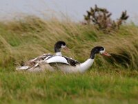 Tadorna tadorna 37, Bergeend, juvenile, Saxifraga-Piet Munsterman