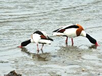 Tadorna tadorna 39, Bergeend, Saxifraga-Piet Munsterman