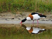 Tadorna tadorna 41, Bergeend, male, Saxifraga-Piet Munsterman