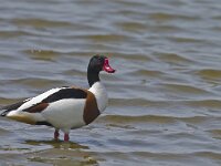 Tadorna tadorna 44, Bergeend, Saxifraga-Rik Kruit