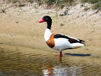 Tadorna tadorna 50, Bergeend, Saxifraga-Bart Vastenhouw