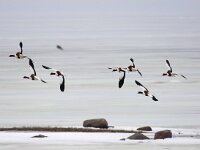 Tadorna tadorna 52, Bergeend, Saxifraga-Bart Vastenhouw