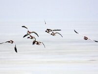 Tadorna tadorna 53, Bergeend, Saxifraga-Bart Vastenhouw