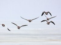 Tadorna tadorna 55, Bergeend, Saxifraga-Bart Vastenhouw