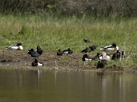 Tadorna tadorna 56, Bergeend, Saxifraga-Jan van der Straaten