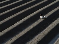 Tadorna tadorna 60, Bergeend, Saxifraga-Dirk Hilbers