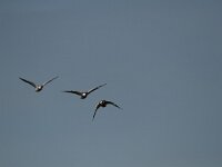 Tadorna tadorna 61, Bergeend, Saxifraga-Dirk Hilbers