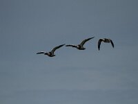 Tadorna tadorna 63, Bergeend, Saxifraga-Dirk Hilbers