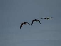 Tadorna tadorna 64, Bergeend, Saxifraga-Dirk Hilbers