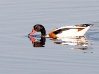 Tadorna tadorna 70, Bergeend, Saxifraga-Bart Vastenhouw