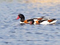 Tadorna tadorna 71, Bergeend, Saxifraga-Bart Vastenhouw