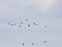 Tadorna tadorna 72, Bergeend, Saxifraga-Mark Zekhuis