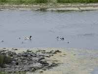 Tadorna tadorna 76, Bergeend, Saxifraga-Willem van Kruijsbergen