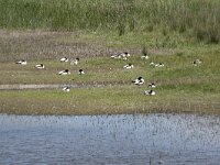 Tadorna tadorna 77, Bergeend, Saxifraga-Willem van Kruijsbergen