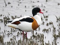 Tadorna tadorna 85, Bergeend, Saxifraga-Bart Vastenhouw