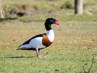 Tadorna tadorna 89, Bergeend, Saxifraga-Bart Vastenhouw