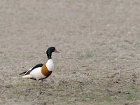 Tadorna tadorna 9, Bergeend, Saxifraga-Luc Hoogenstein