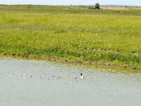 Tadorna tadorna 92, Bergeend, Saxifraga-Hans Grotenhuis