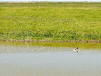 Tadorna tadorna 93, Bergeend, Saxifraga-Hans Grotenhuis