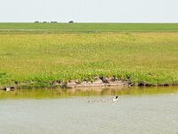 Tadorna tadorna 94, Bergeend, Saxifraga-Hans Grotenhuis