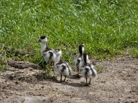 Tadorna tadorna 96, Bergeend, Saxifraga-Jan Nijendijk