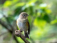 Tarsiger cyanurus 11, Blauwstaart, Saxifaga-Bart Vastenhouw