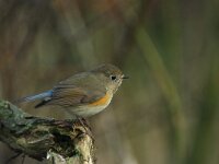 Tarsiger cyanurus 2, Blauwstaart, Saxifraga-Henk Groenewoud