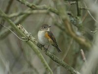 Tarsiger cyanurus 4, Blauwstaart, Saxifraga-Henk Groenewoud