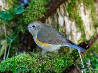 Tarsiger cyanurus 8, Blauwstaart, Saxifraga-Piet Munsterman