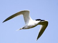 Thalasseus sandvicensis 101, Grote stern, Saxifraga-Bart Vastenhouw