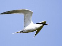 Thalasseus sandvicensis 102, Grote stern, Saxifraga-Bart Vastenhouw