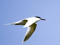 Thalasseus sandvicensis 103, Grote stern, Saxifraga-Bart Vastenhouw