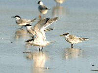 Thalasseus sandvicensis 11, Grote stern, with juvenile, Saxifraga-Piet Munsterman