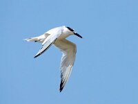 Thalasseus sandvicensis 110, Grote stern, Saxifraga-Bart Vastenhouw