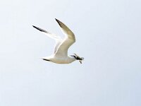 Thalasseus sandvicensis 111, Grote stern, Saxifraga-Bart Vastenhouw