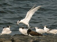 Thalasseus sandvicensis 12, Grote stern, Saxifraga-Piet Munsterman