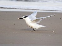 Thalasseus sandvicensis 129, Grote stern 1, Saxifraga-Bart Vastenhouw